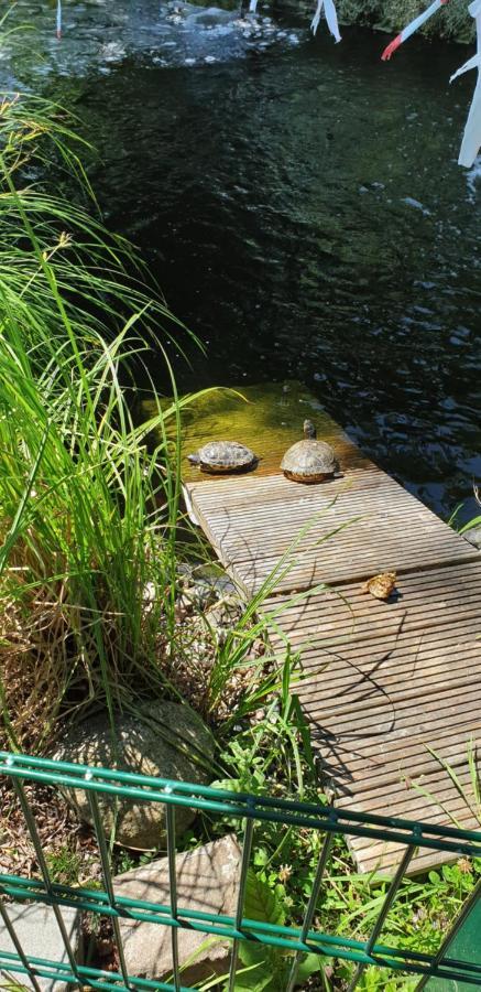 Ferienbungalow Haus Am Teich Boltenhagen  Buitenkant foto